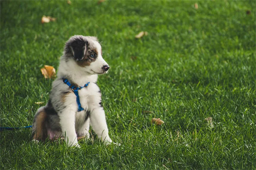 When to Switch from Puppy to Adult Dog Food: Expert Guide