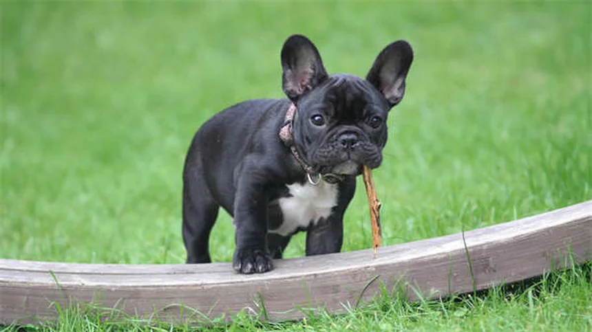 When to Switch from Puppy to Adult Dog Food: Expert Guide