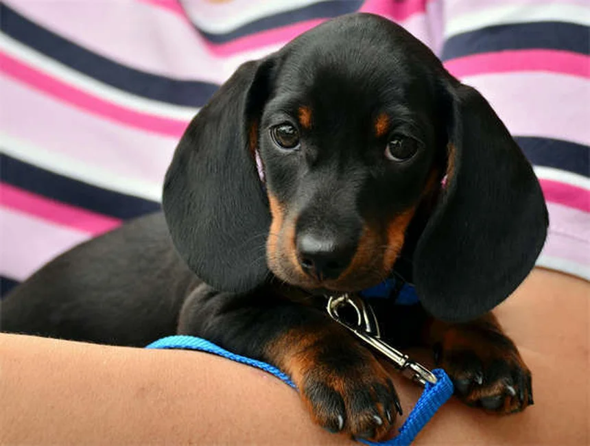 When to Switch from Puppy to Adult Dog Food: Expert Guide