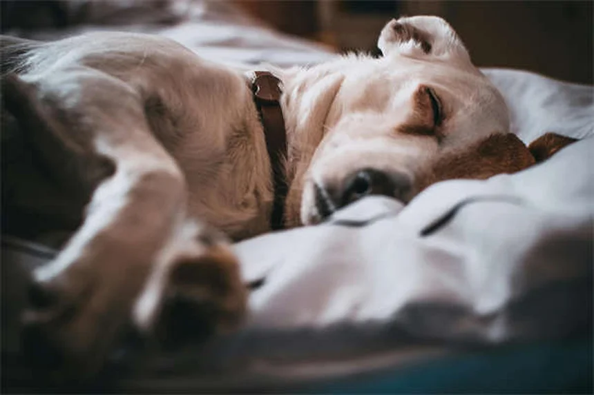 CBD Oil for Dogs: Benefits, Risks & What Vets Say