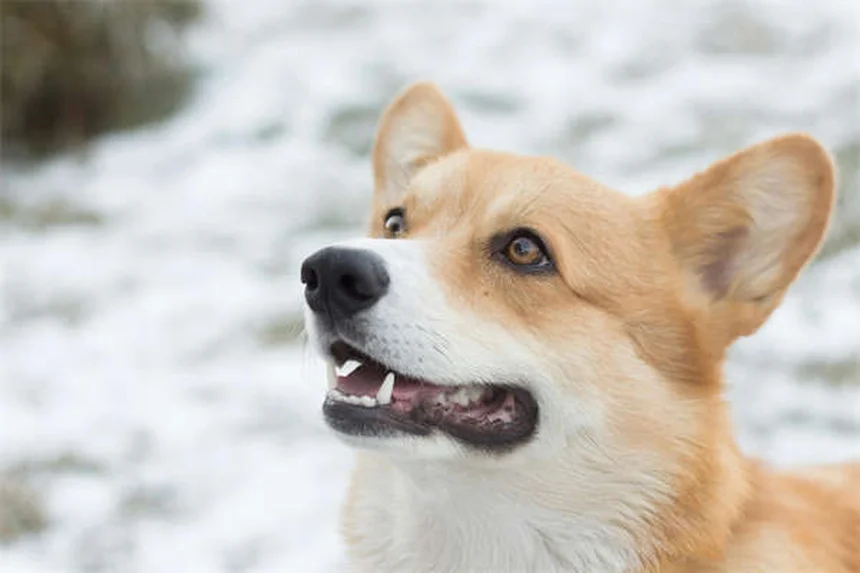 CBD Oil for Dogs: Benefits, Risks & What Vets Say