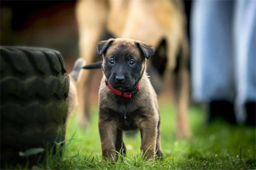 CBD Oil for Dogs: Benefits, Risks & What Vets Say