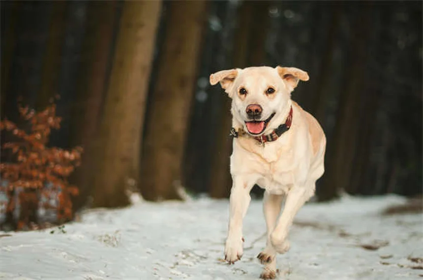 5 Must-Know Flea & Tick Prevention Tips to Protect Your Pet Year-Round