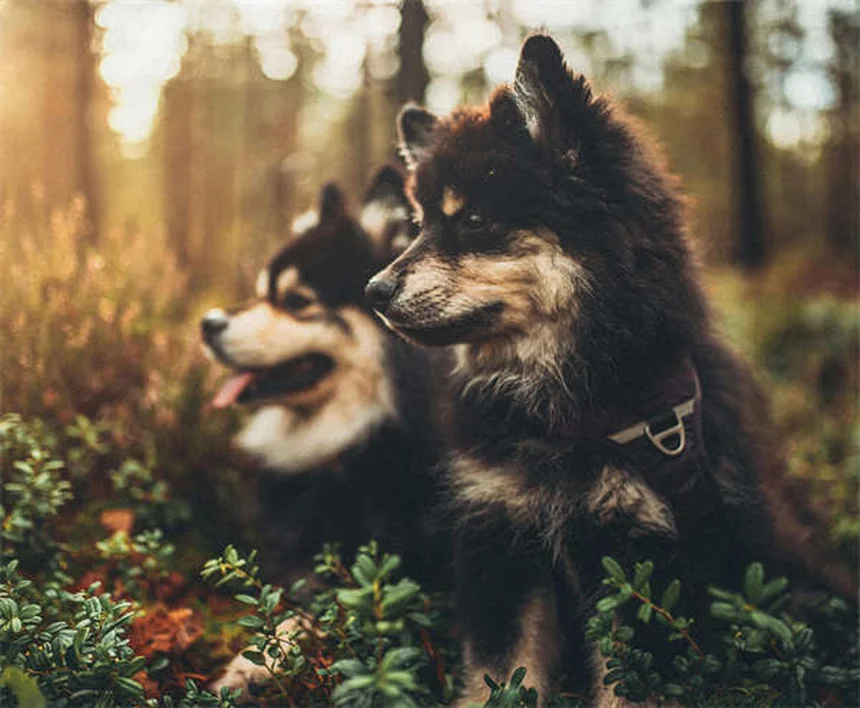 5 Must-Know Flea & Tick Prevention Tips to Protect Your Pet Year-Round