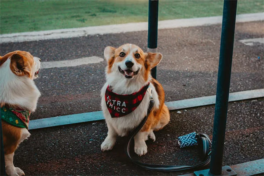 5 Must-Know Flea & Tick Prevention Tips to Protect Your Pet Year-Round