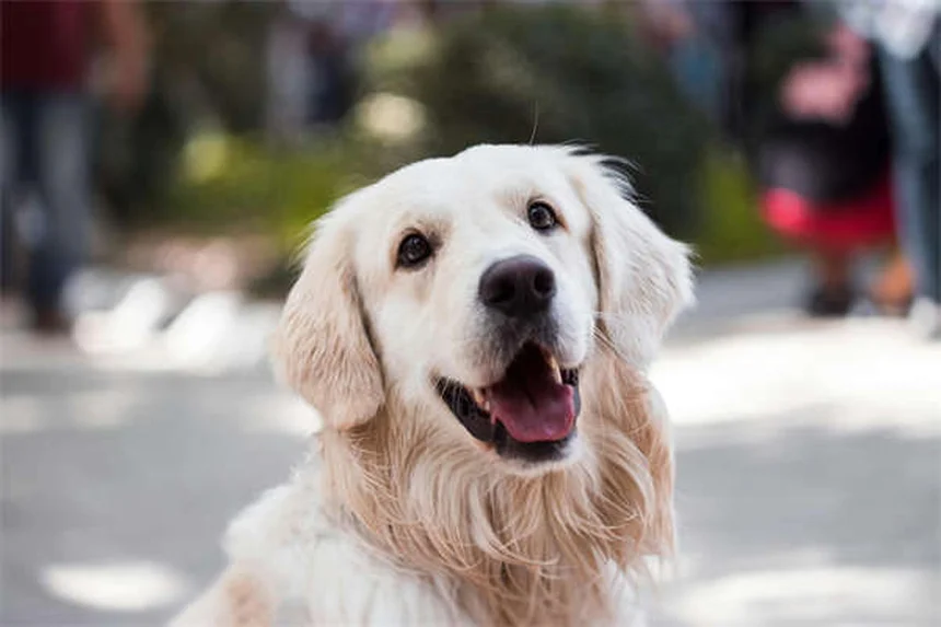 Why Do Puppies Chew Everything? 5 Surprising Reasons & Fixes