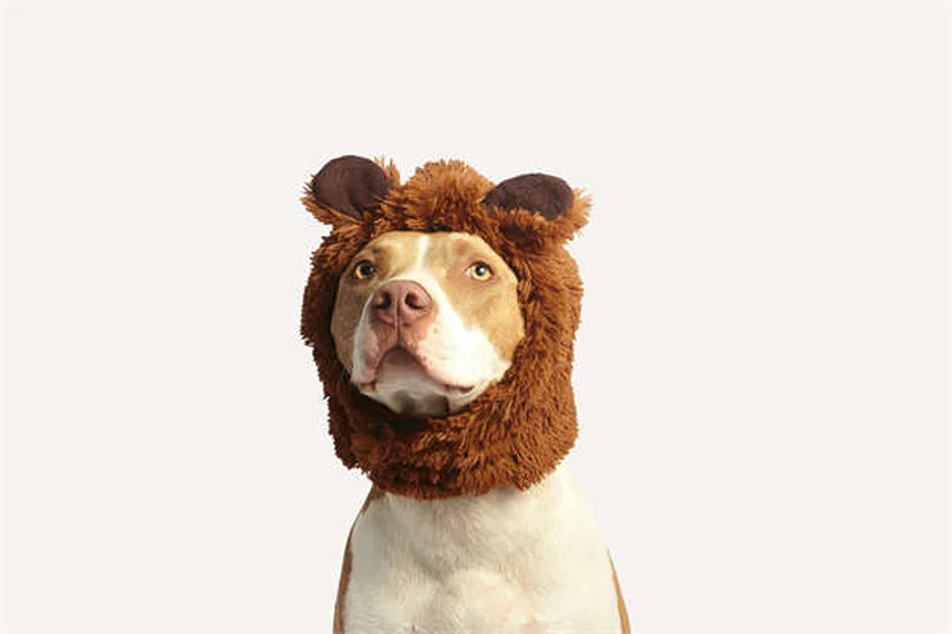 Why Do Puppies Chew Everything? 5 Surprising Reasons & Fixes