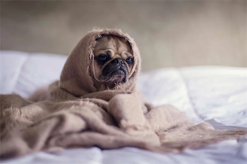 Best Flea and Tick Treatment for Cats: Keep Your Pet Safe