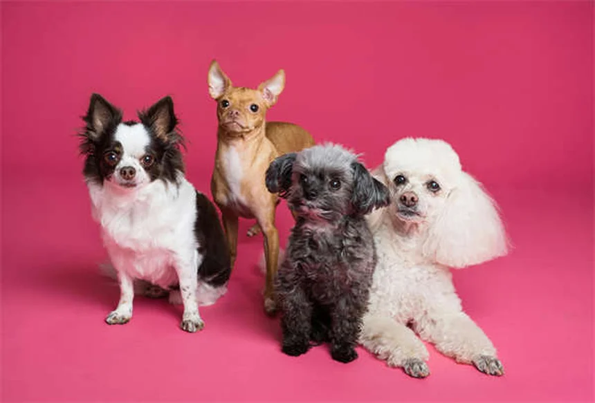 Best Flea and Tick Treatment for Cats: Keep Your Pet Safe
