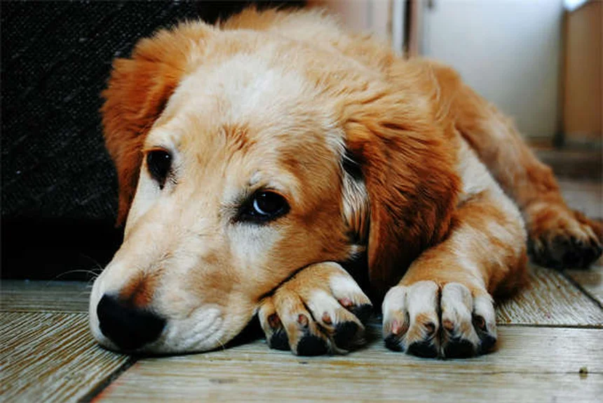 Rabbit Hematuria: 5 Warning Signs Your Bunny Needs Help