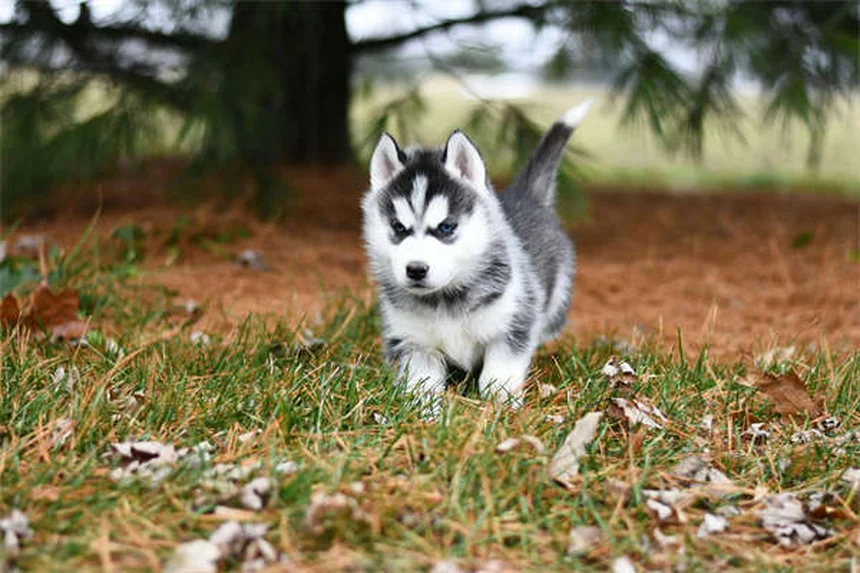 Rat Parasites: 5 Warning Signs Your Pet Has Worms or Protozoa