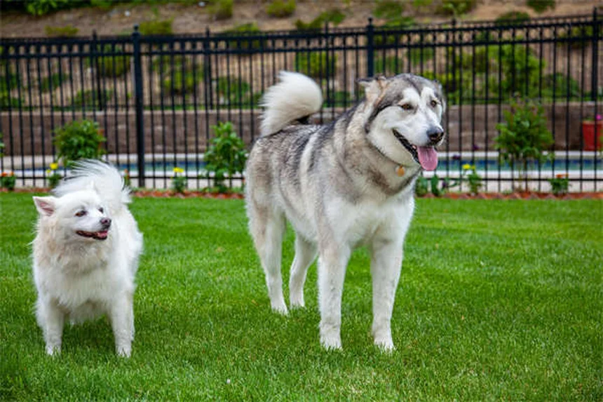 Rat Parasites: 5 Warning Signs Your Pet Has Worms or Protozoa