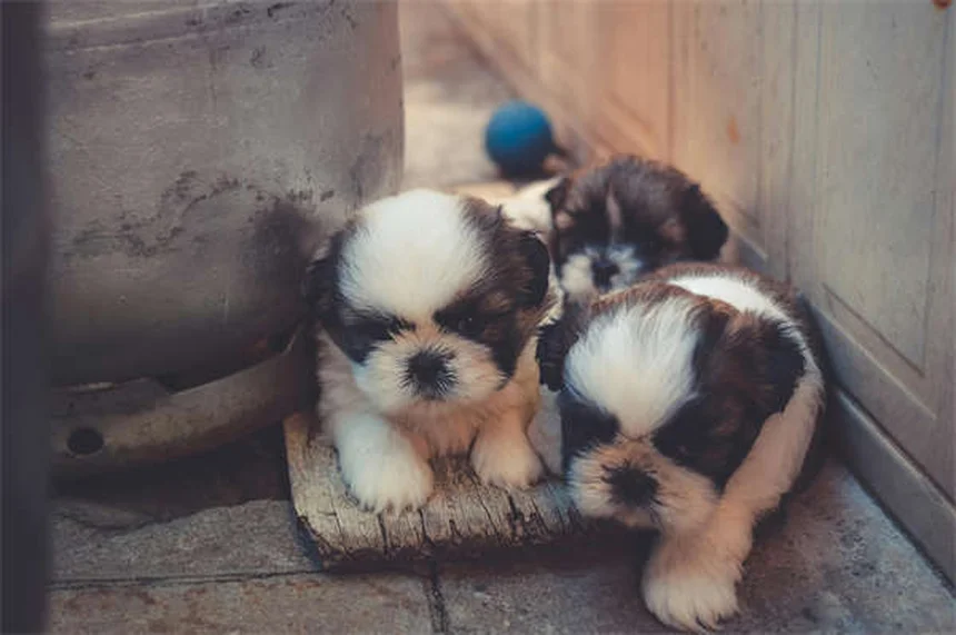Rat Parasites: 5 Warning Signs Your Pet Has Worms or Protozoa