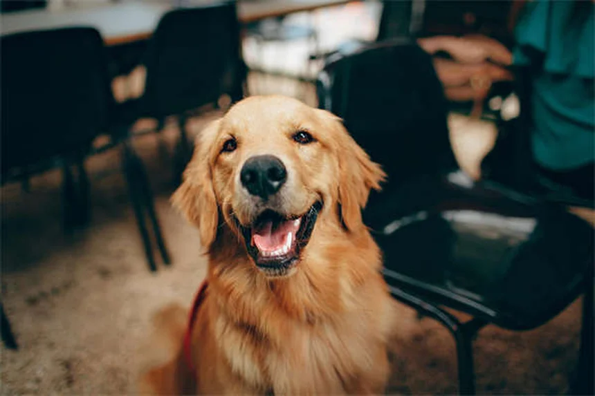 5 Natural Pain Relief Options for Dogs That Actually Work