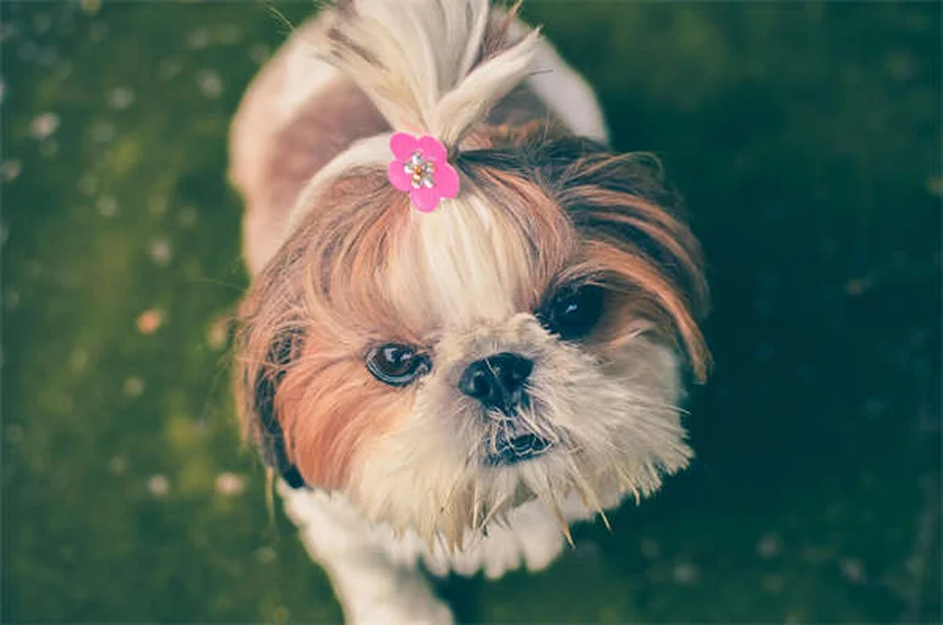 Trazodone for Dogs: Safe Dosage, Side Effects & Anxiety Relief