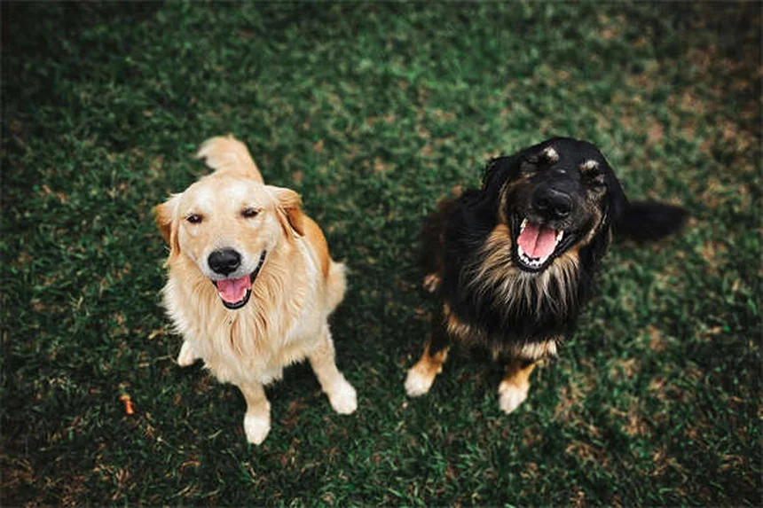 Trazodone for Dogs: Safe Dosage, Side Effects & Anxiety Relief
