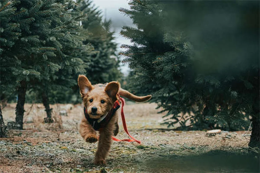 When to Put a Dog Down: 7 Signs It's Time to Say Goodbye
