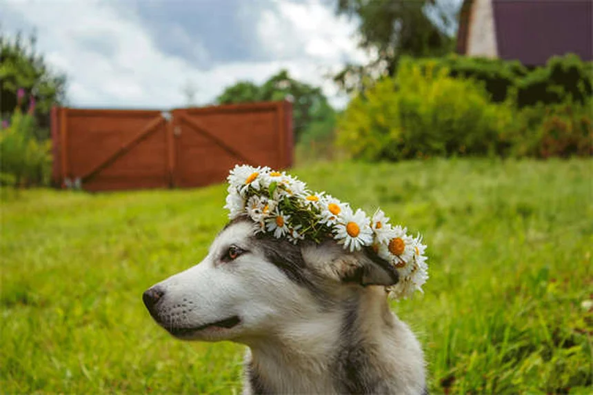 When to Put a Dog Down: 7 Signs It's Time to Say Goodbye