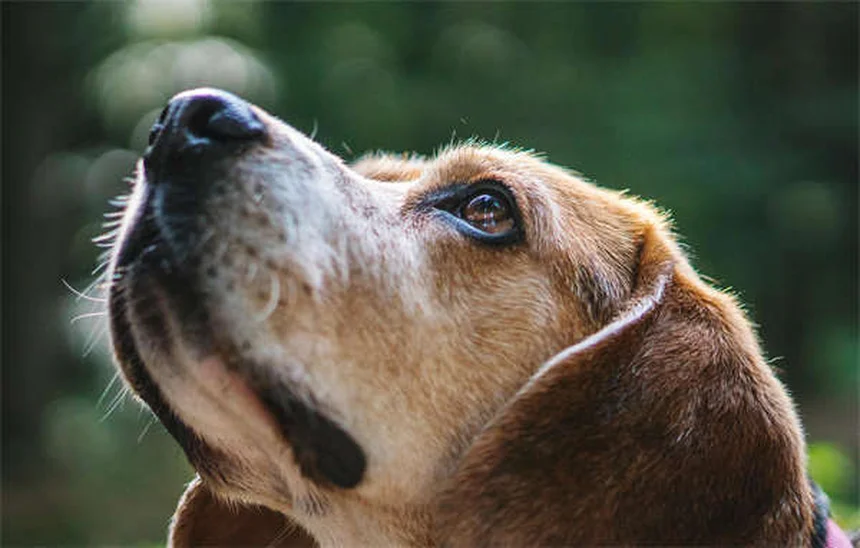 Urinary Nematodiasis in Rats: Symptoms, Treatment & Prevention