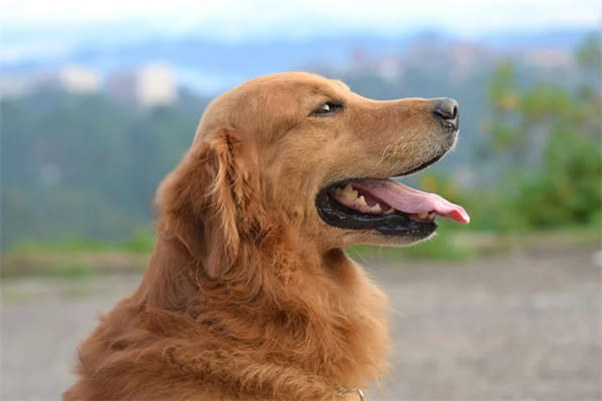 Dog Asthma: 5 Signs Your Pup Can't Breathe Right