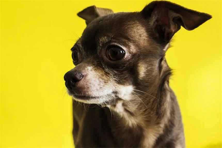 Dog Asthma: 5 Signs Your Pup Can't Breathe Right