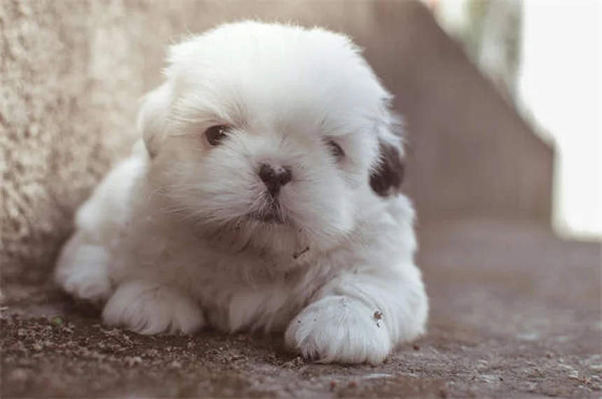 Dog Asthma: 5 Signs Your Pup Can't Breathe Right