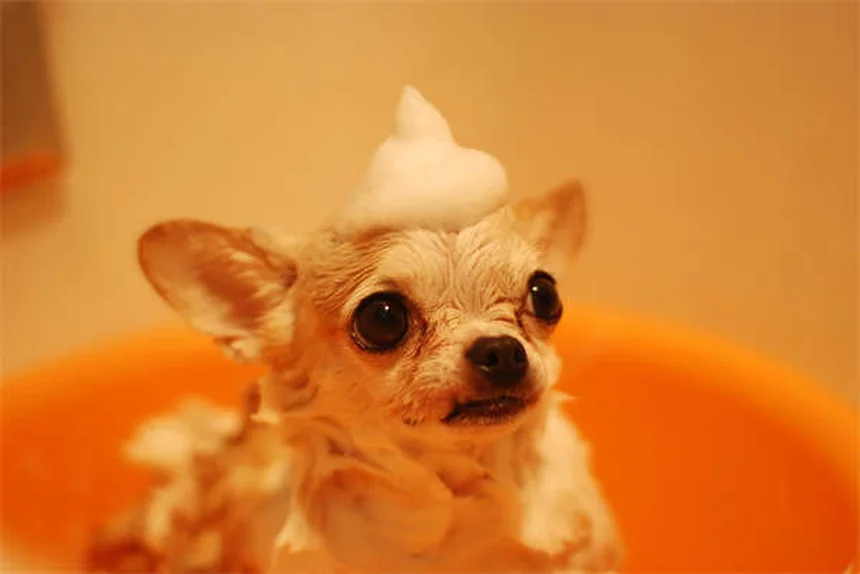 Can You Give Dogs Ibuprofen? The Dangerous Truth