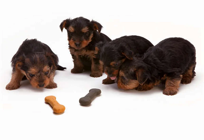Can You Give Dogs Ibuprofen? The Dangerous Truth