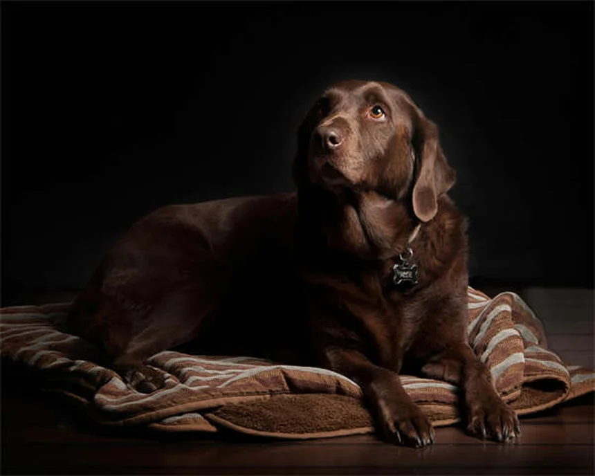 Can You Give Dogs Ibuprofen? The Dangerous Truth
