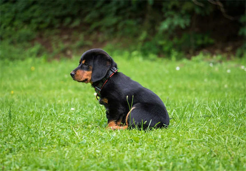 Can You Give Dogs Ibuprofen? The Dangerous Truth