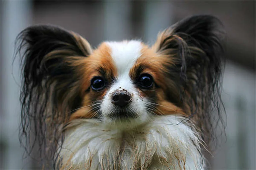 Guinea Pig Mites: 5 Signs Your Pet Has an Infestation