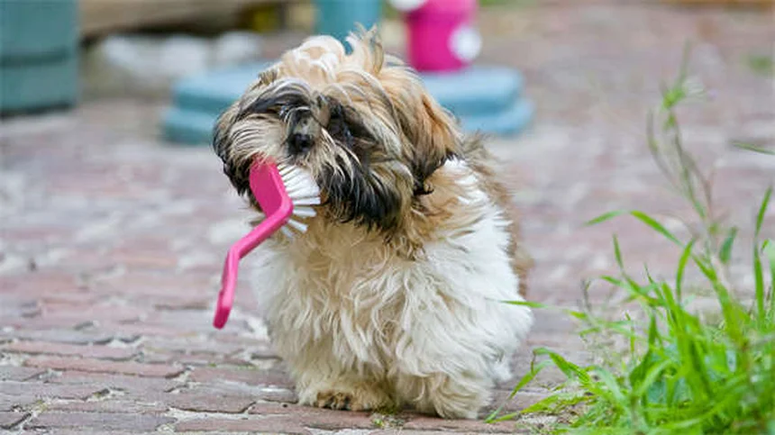 Guinea Pig Mites: 5 Signs Your Pet Has an Infestation