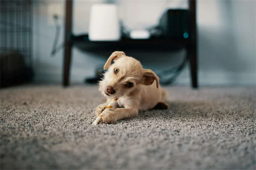 Why Do Cats Loaf? 5 Adorable Reasons Explained