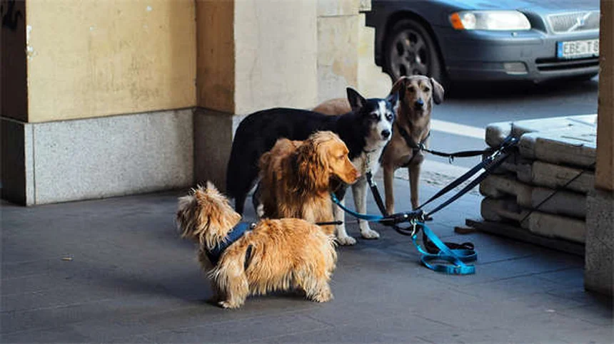 5 Natural Pain Relief Options for Dogs That Actually Work