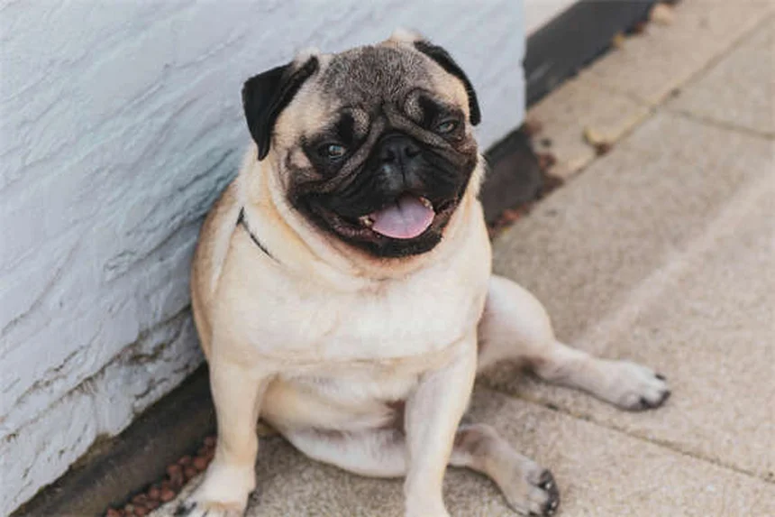 5 Natural Pain Relief Options for Dogs That Actually Work
