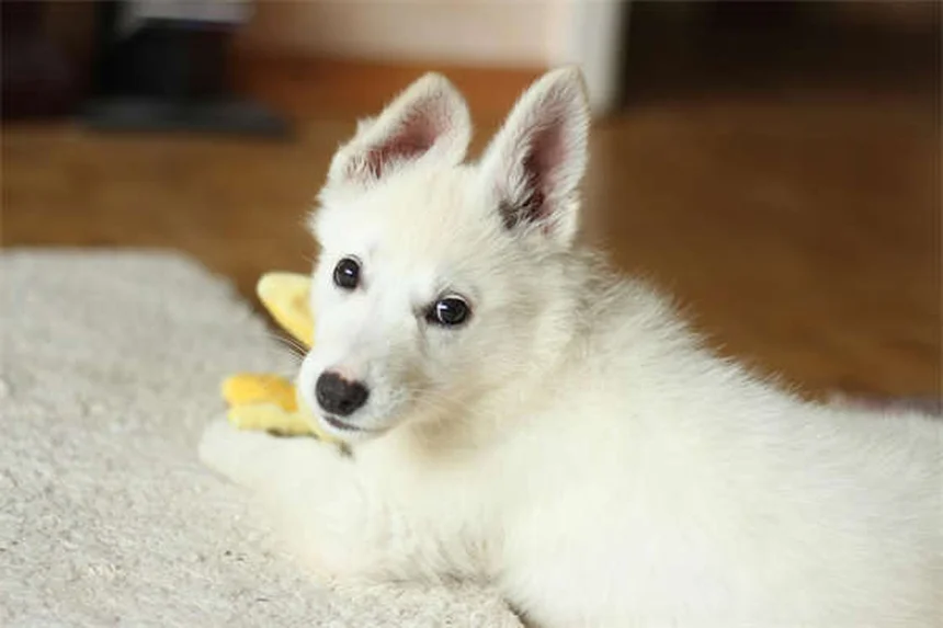 Pet Seahorse Care: 5 Essential Tips for Happy Marine Pets