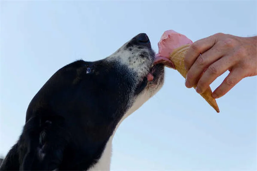 Pet Seahorse Care: 5 Essential Tips for Happy Marine Pets