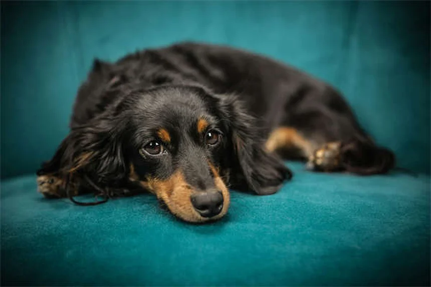 5 Safest Flea Treatments for Cats (Vet-Approved Options)