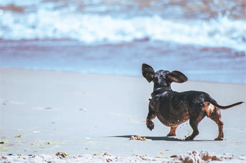 5 Warning Signs Your Cat Has a Tick-Borne Disease