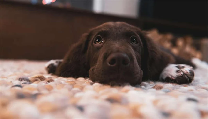 5 Warning Signs Your Cat Has a Tick-Borne Disease