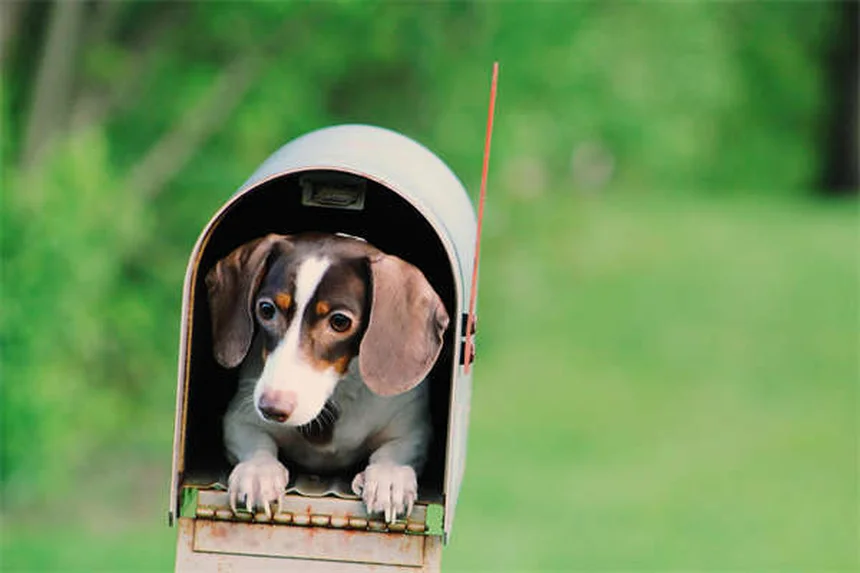 5 Warning Signs Your Cat Has a Tick-Borne Disease