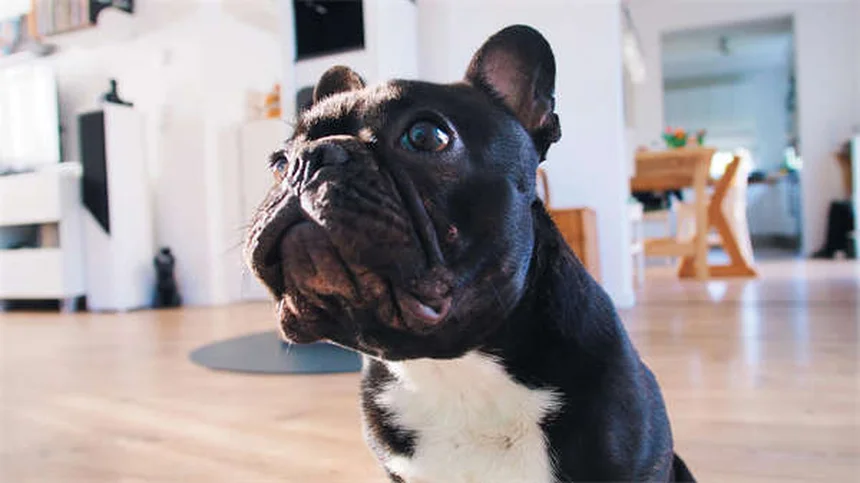 Cat Face Swelling: 5 Emergency Signs & How to Fix It Fast