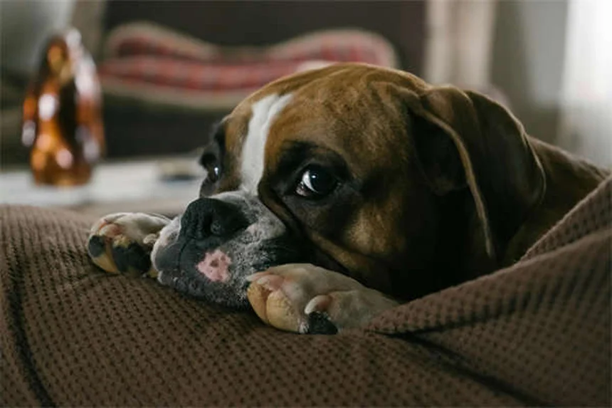 Urolithiasis in Rats: 5 Warning Signs Every Owner Should Know