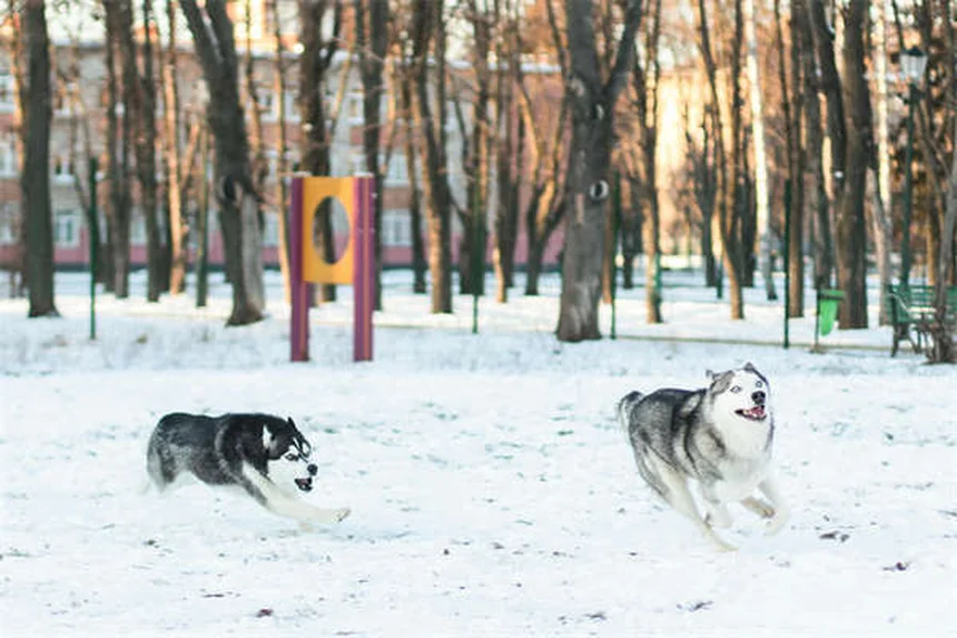 10 Japanese Dog Breeds You Need to Know About