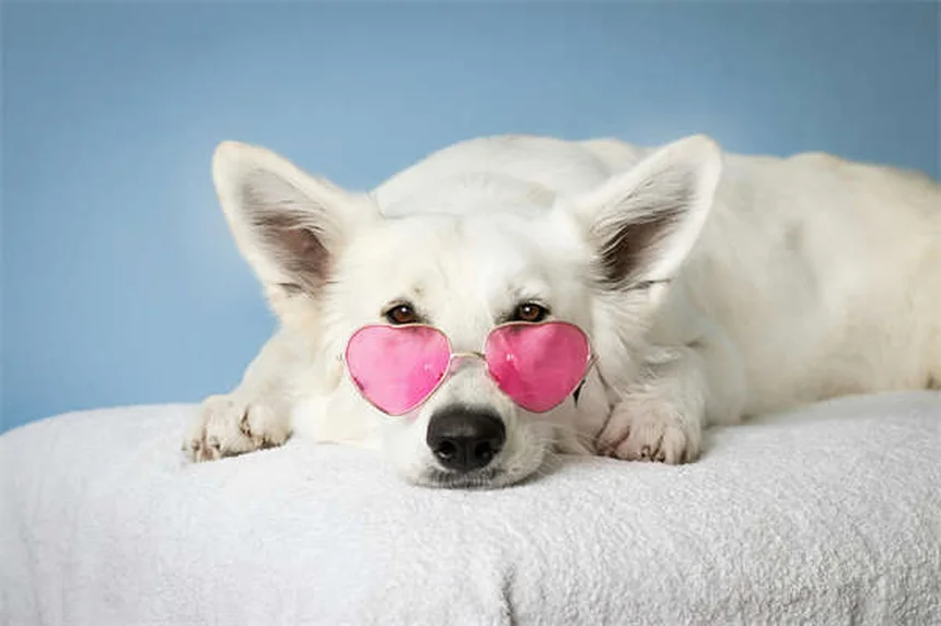 10 Japanese Dog Breeds You Need to Know About