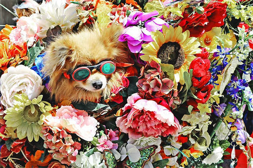 10 Japanese Dog Breeds You Need to Know About
