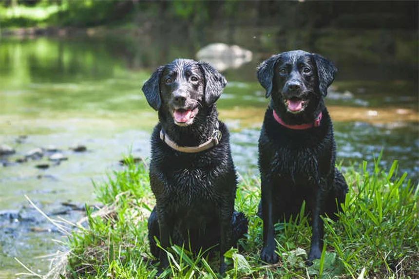 How to Remove a Tick from Your Cat: Safe Step-by-Step Guide