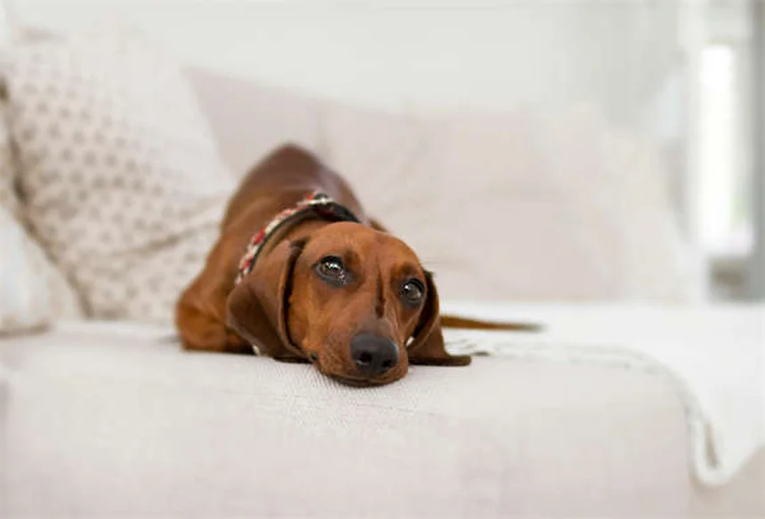 How to Remove a Tick from Your Cat: Safe Step-by-Step Guide