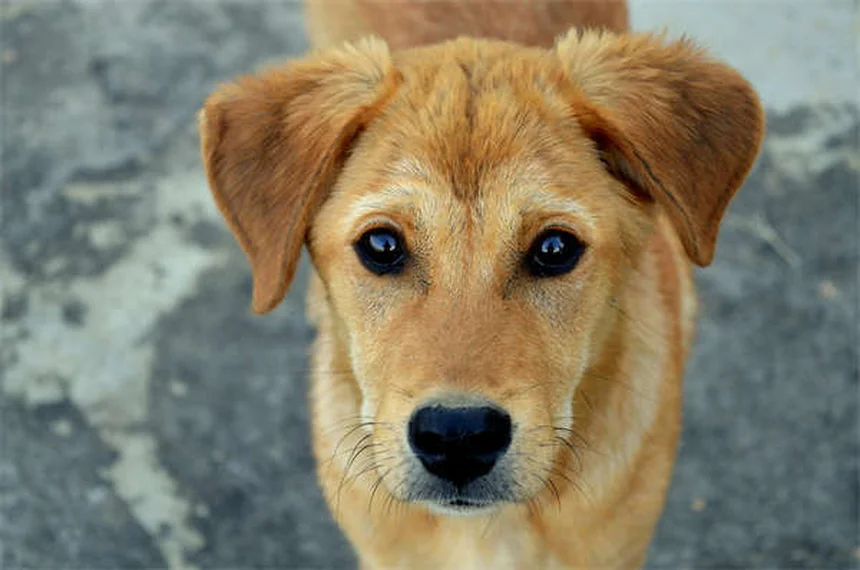 Ferrets and Flu: 5 Critical Signs Your Pet Needs Help Now