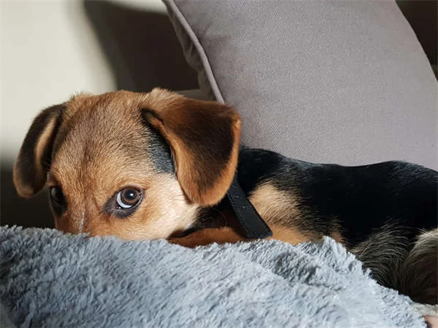 Ferrets and Flu: 5 Critical Signs Your Pet Needs Help Now